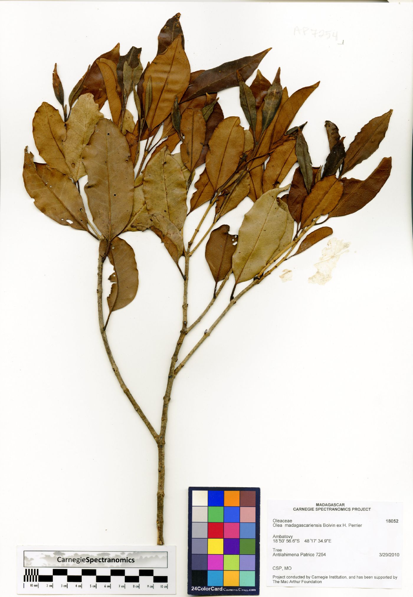 Olea capensis subsp. macrocarpa image