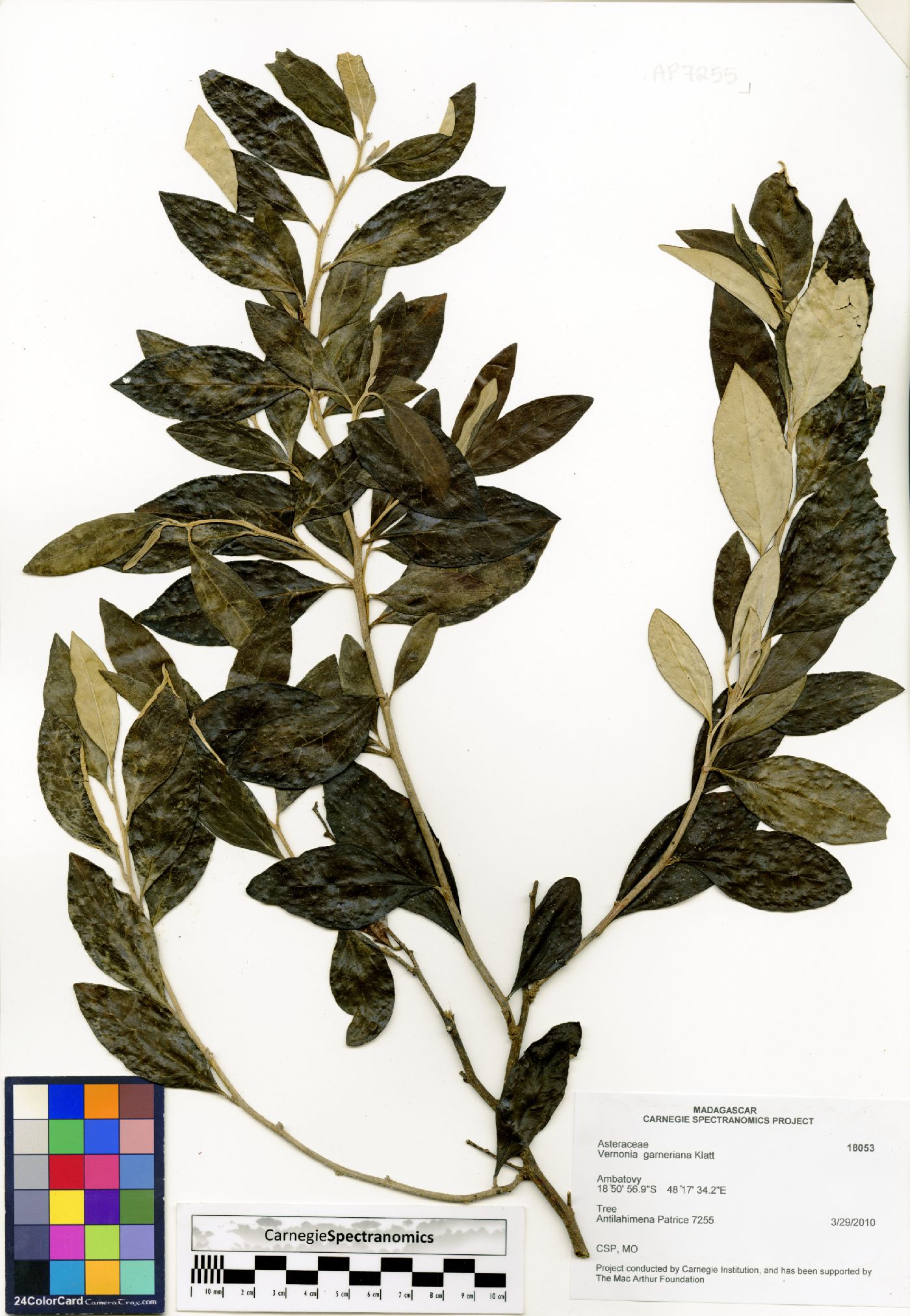 Distephanus garnierianus image