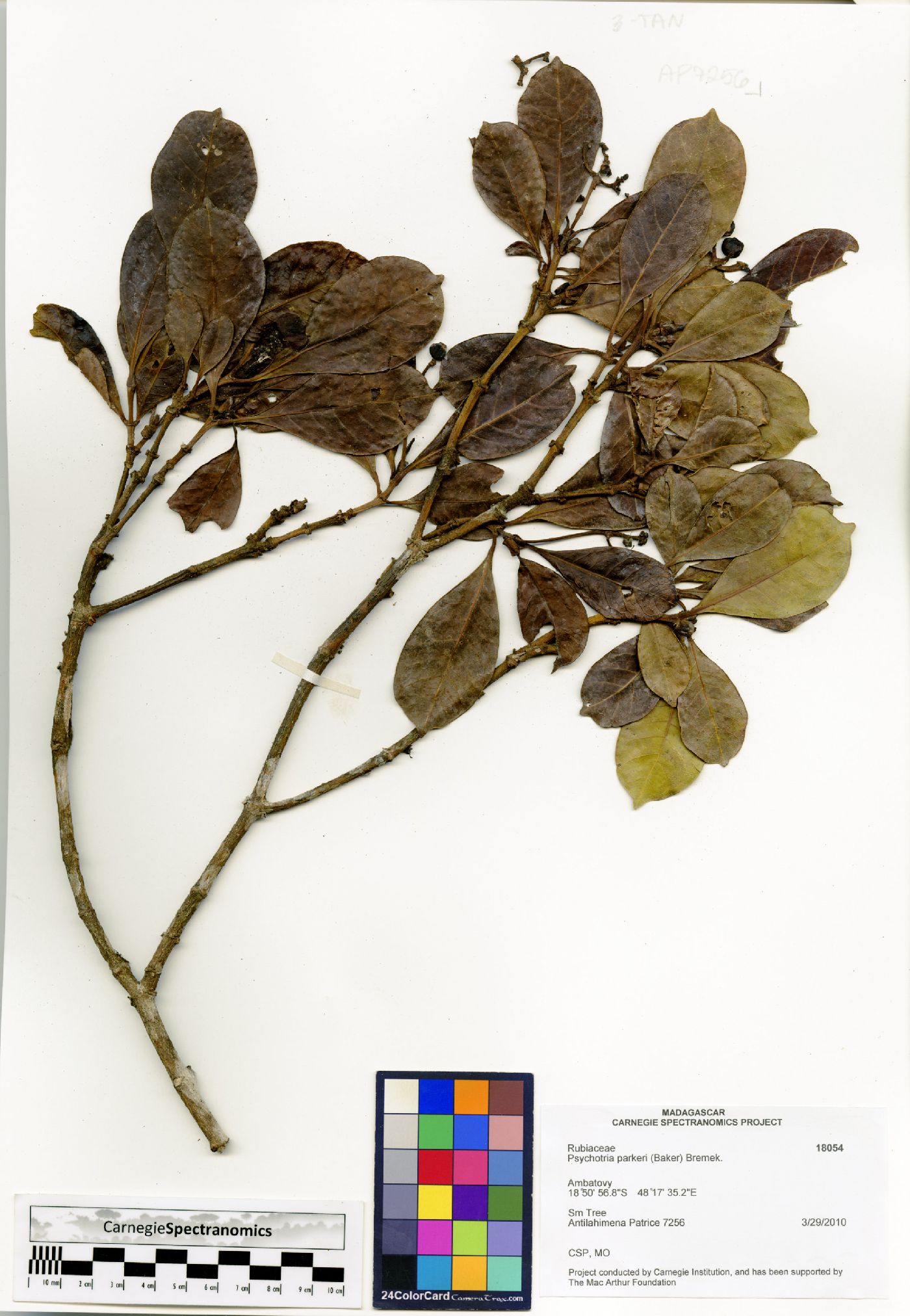 Psychotria parkeri image