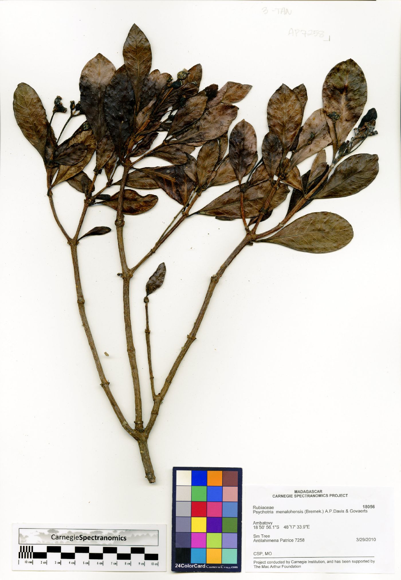 Psychotria menalohensis image