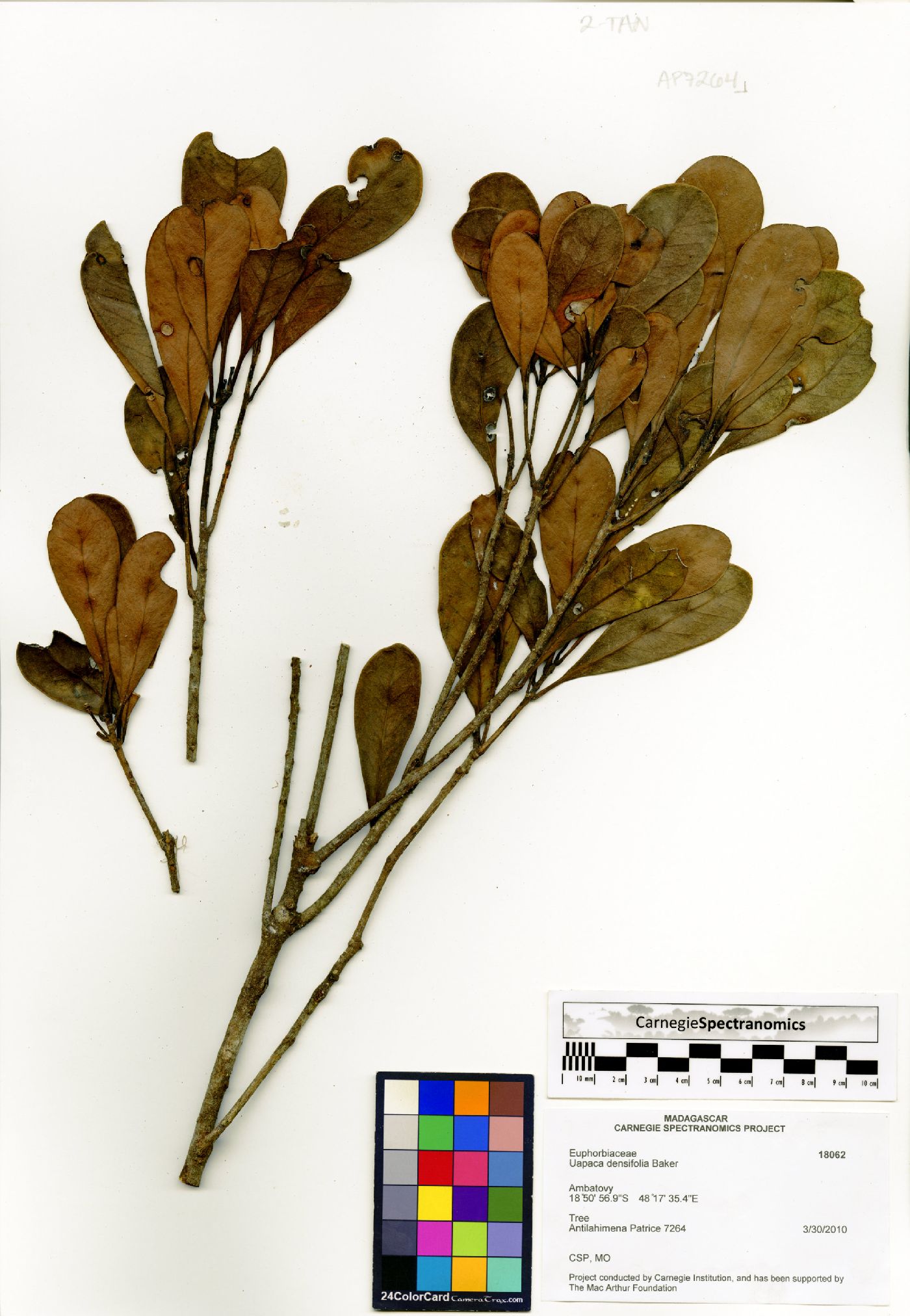 Uapaca densifolia image