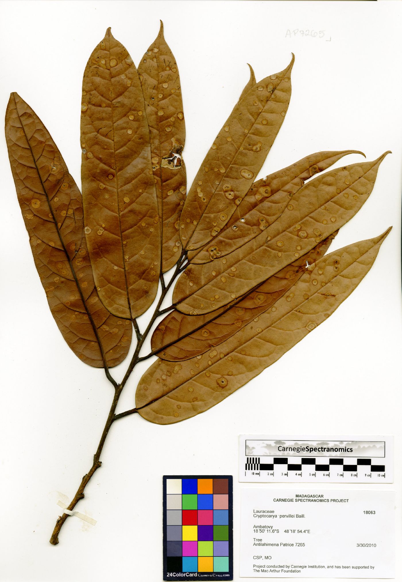 Cryptocarya pervillei image