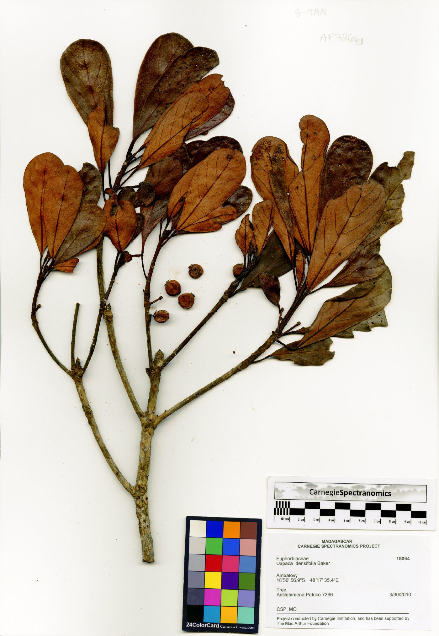 Uapaca densifolia image