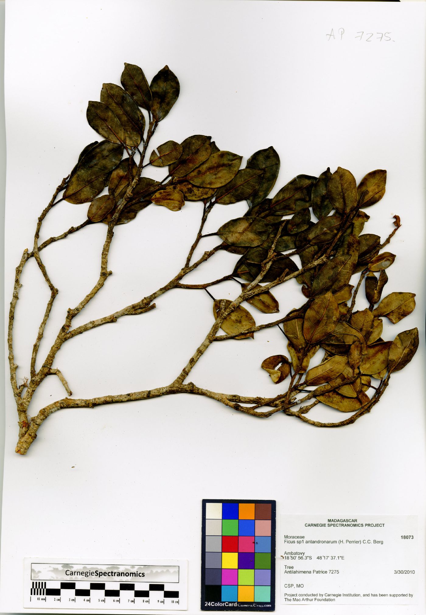 Ficus antandronarum image
