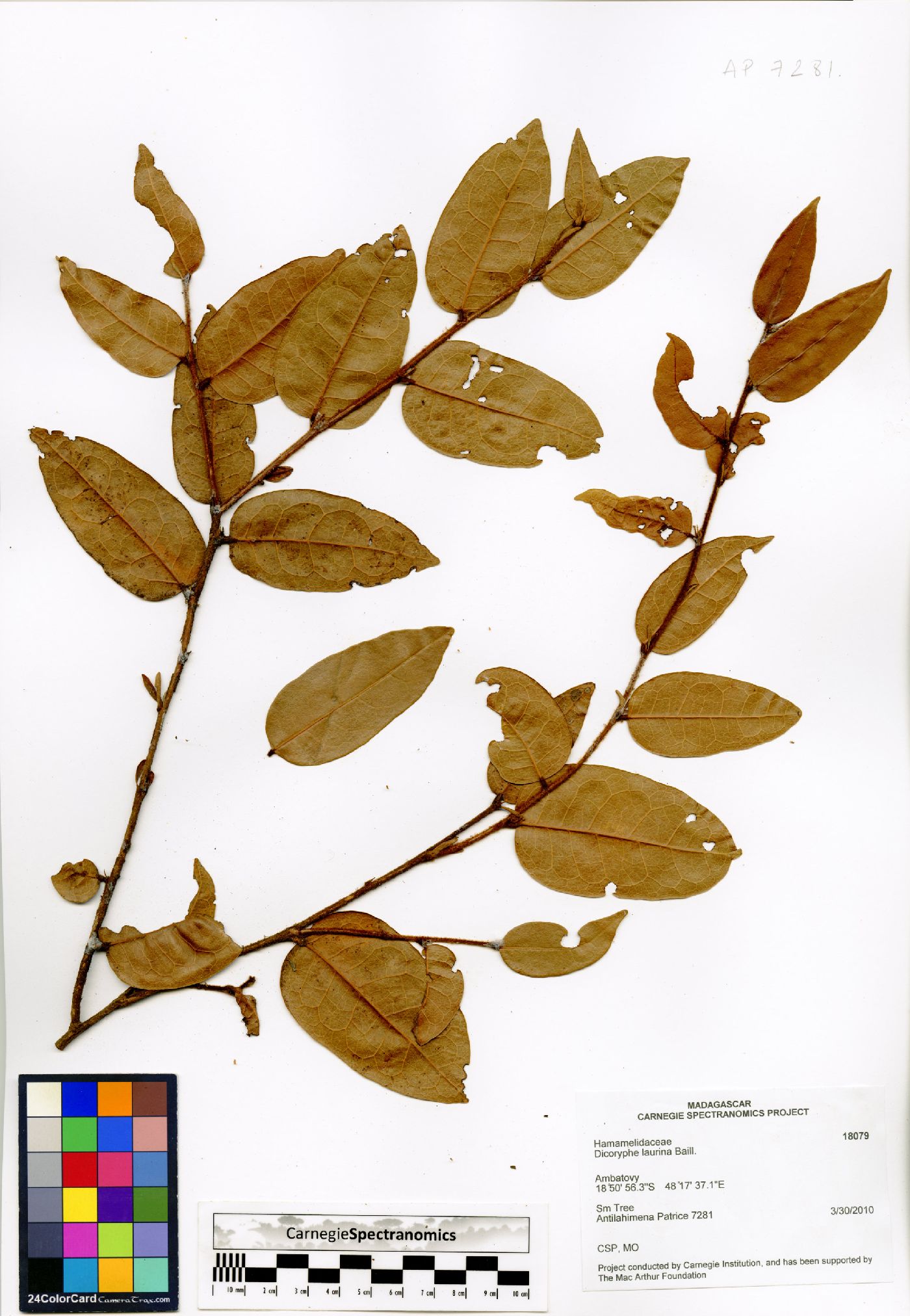 Dicoryphe laurina image