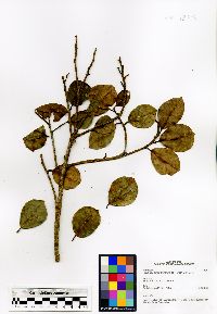 Image of Ficus antandronarum