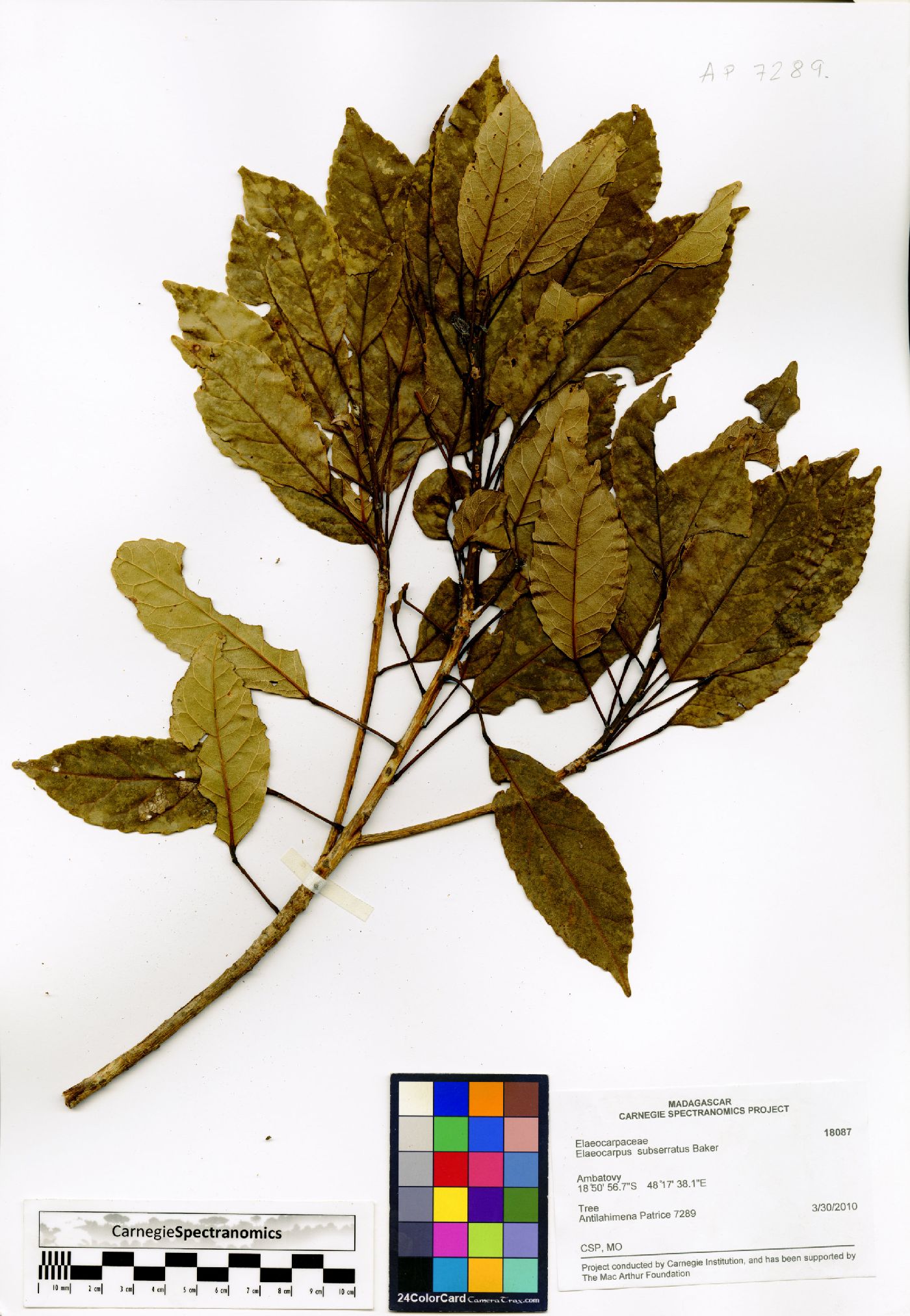 Elaeocarpus subserratus image
