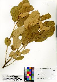 Dombeya lucida image