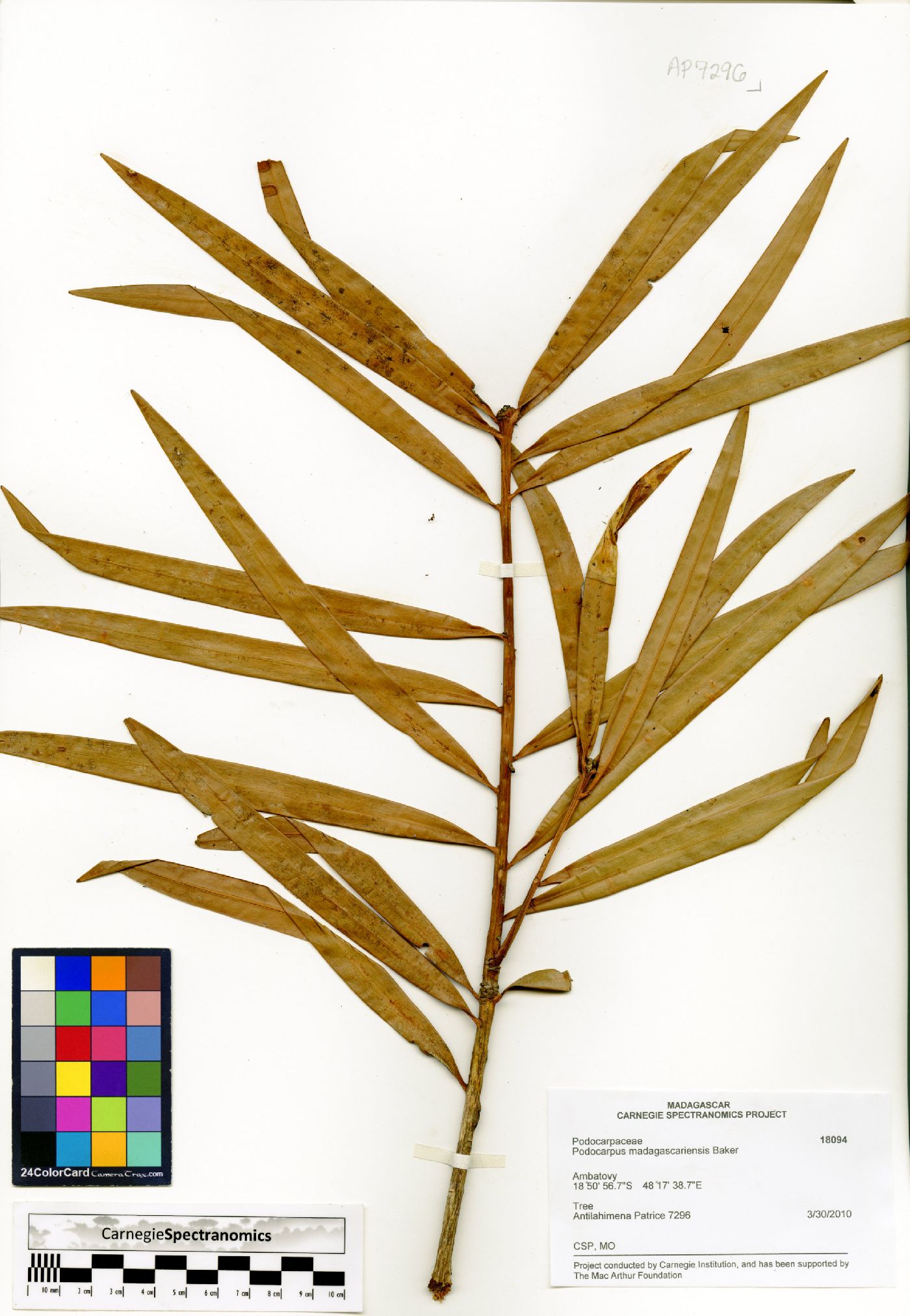 Podocarpus madagascariensis image