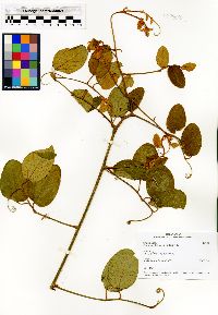Image of Gouania phillipsonii