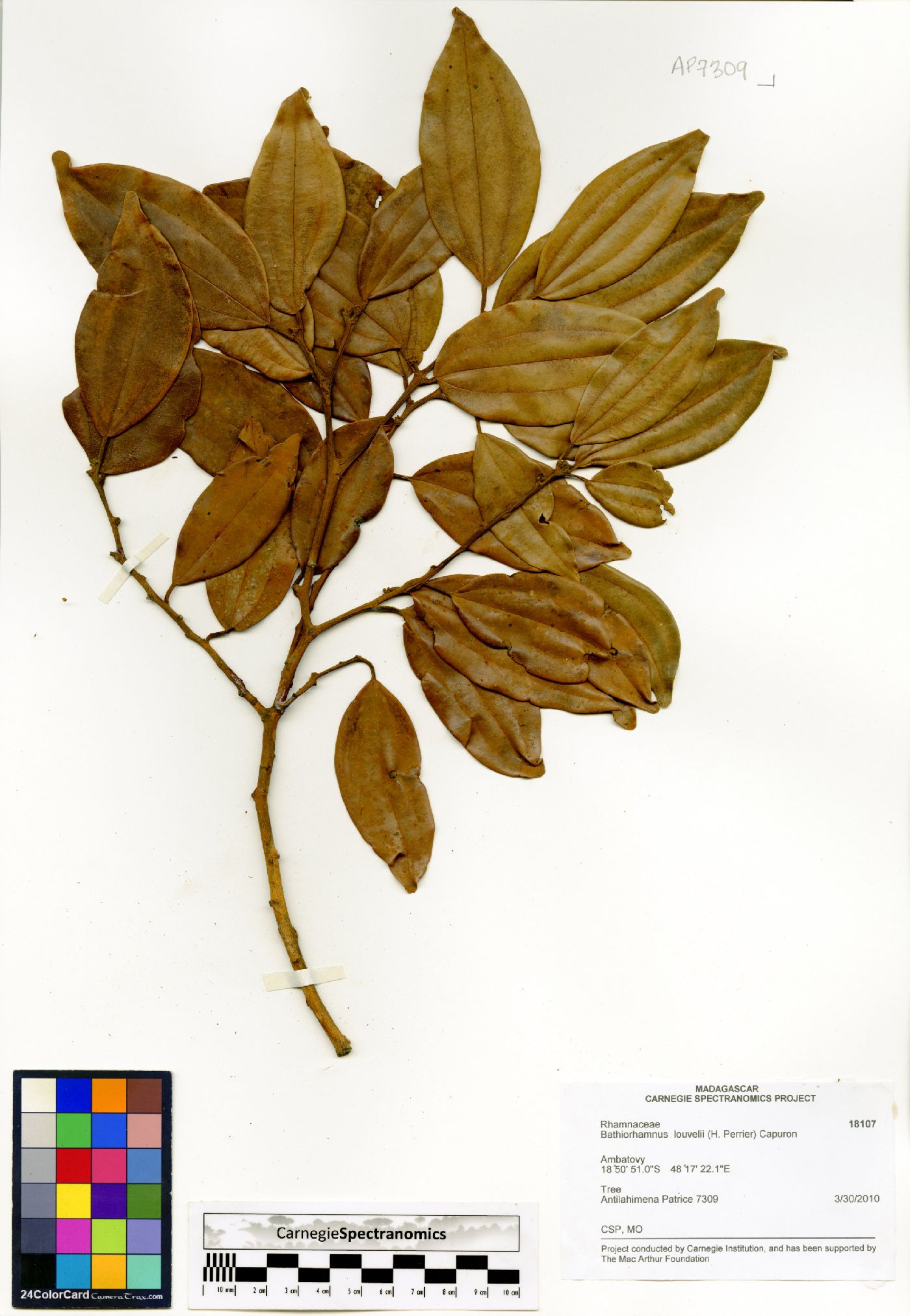 Bathiorhamnus louvelii image
