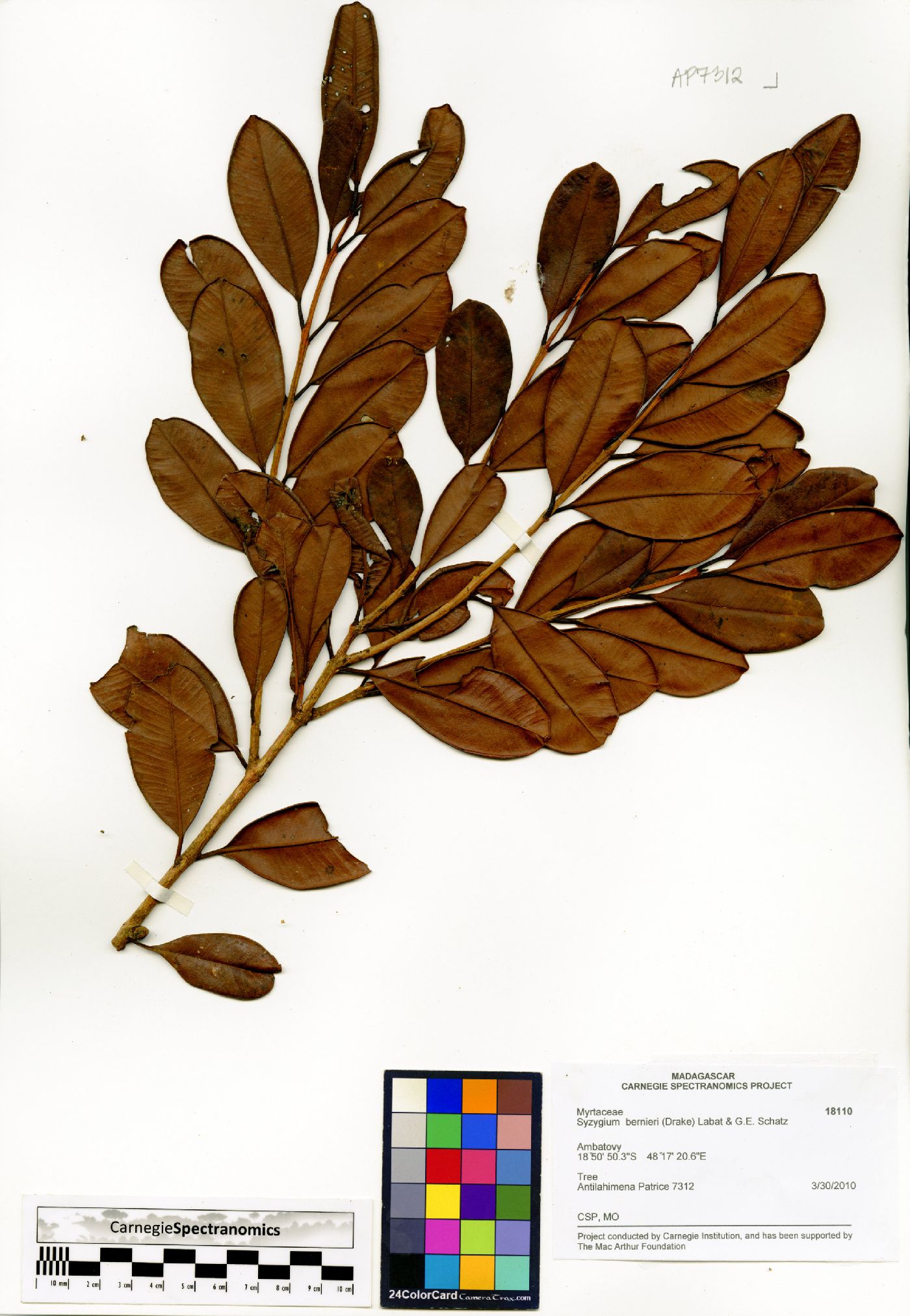Syzygium bernieri image
