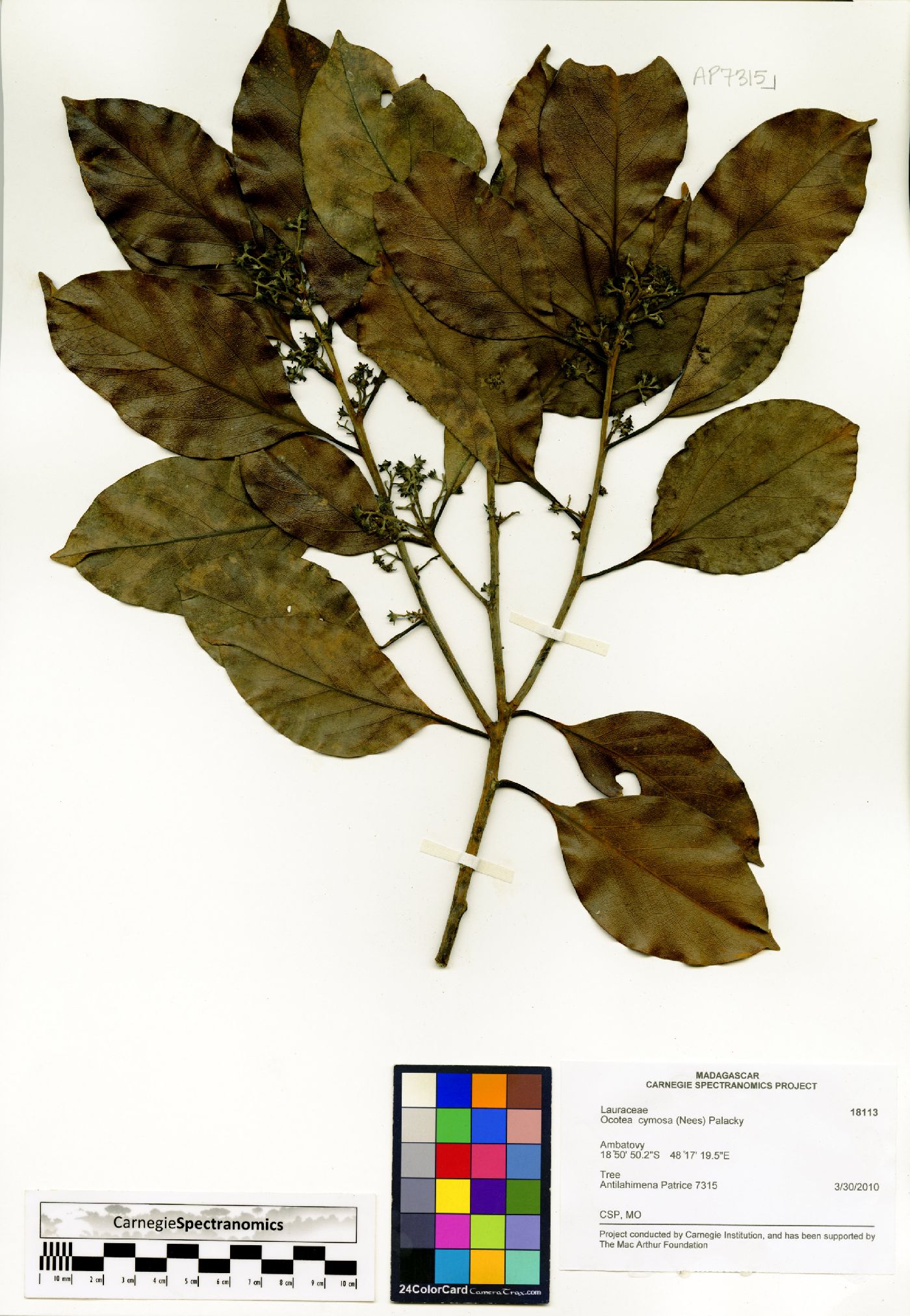 Mespilodaphne cymosa image
