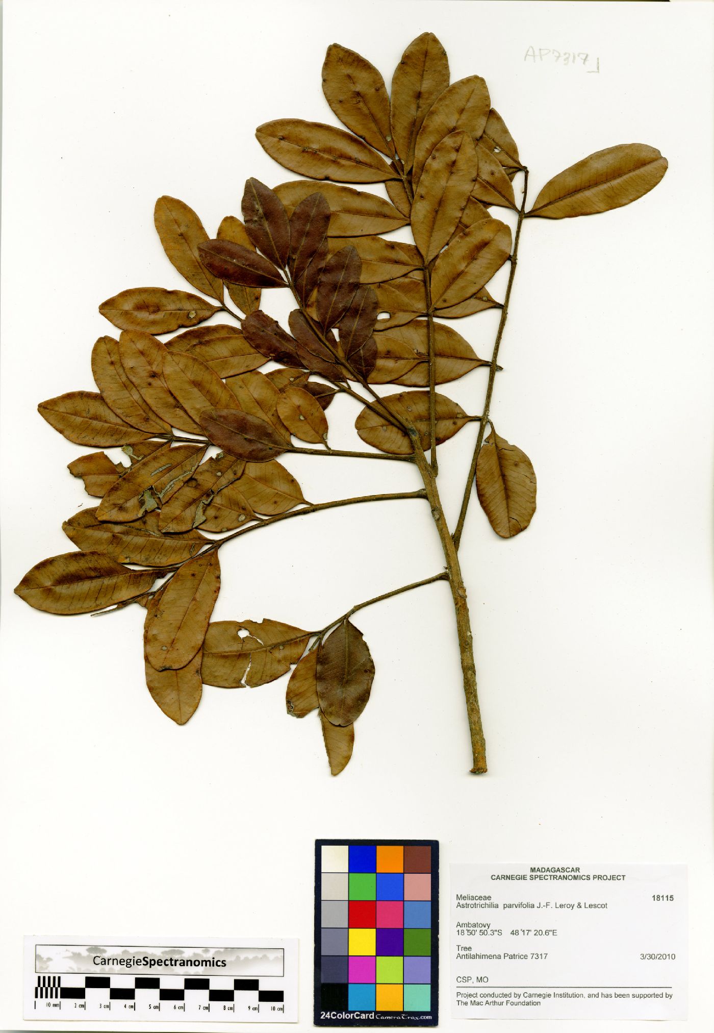 Astrotrichilia parvifolia image