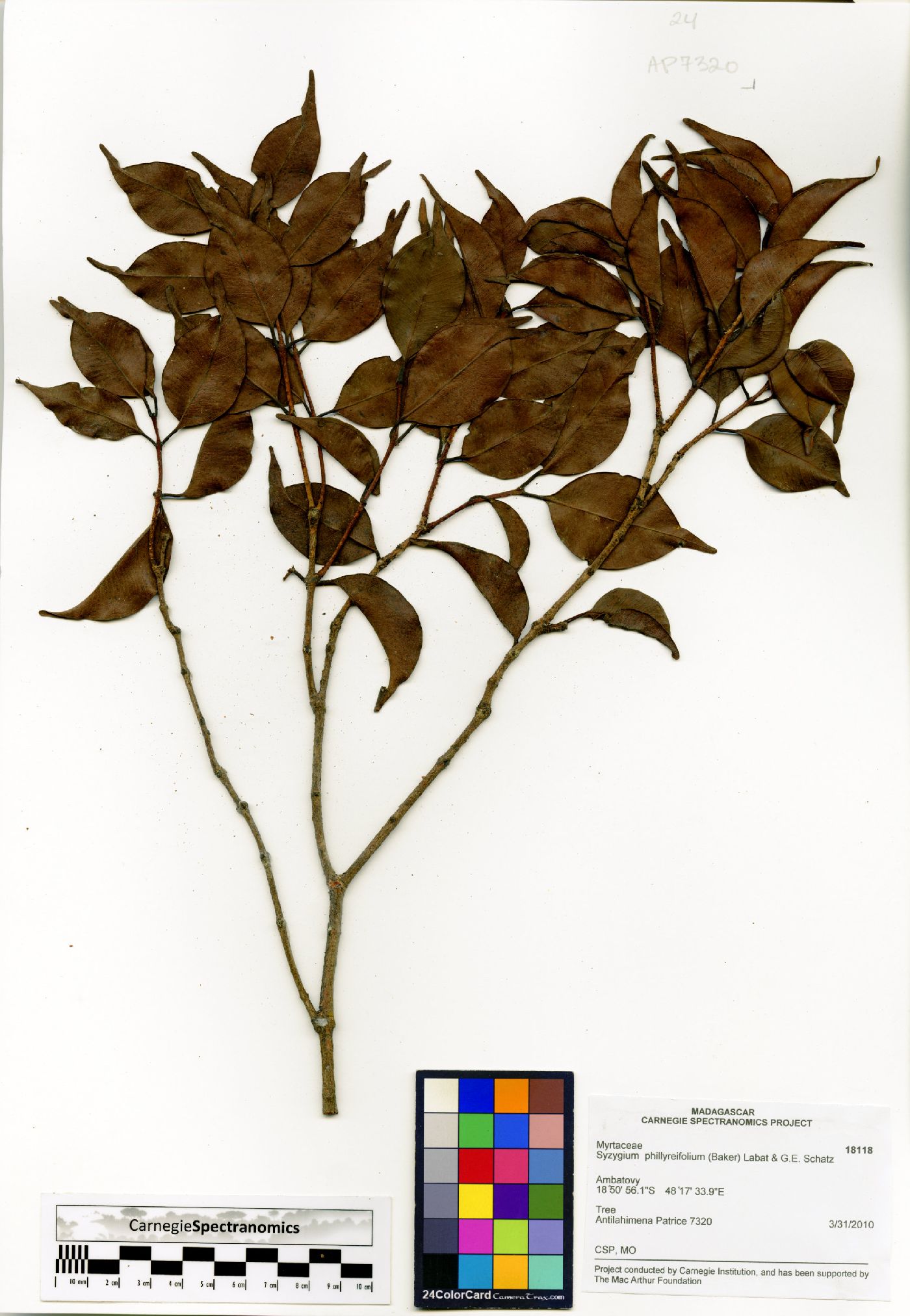 Syzygium phillyreifolium image