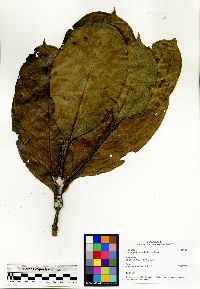Media resource of Robbrechtia grandifolia