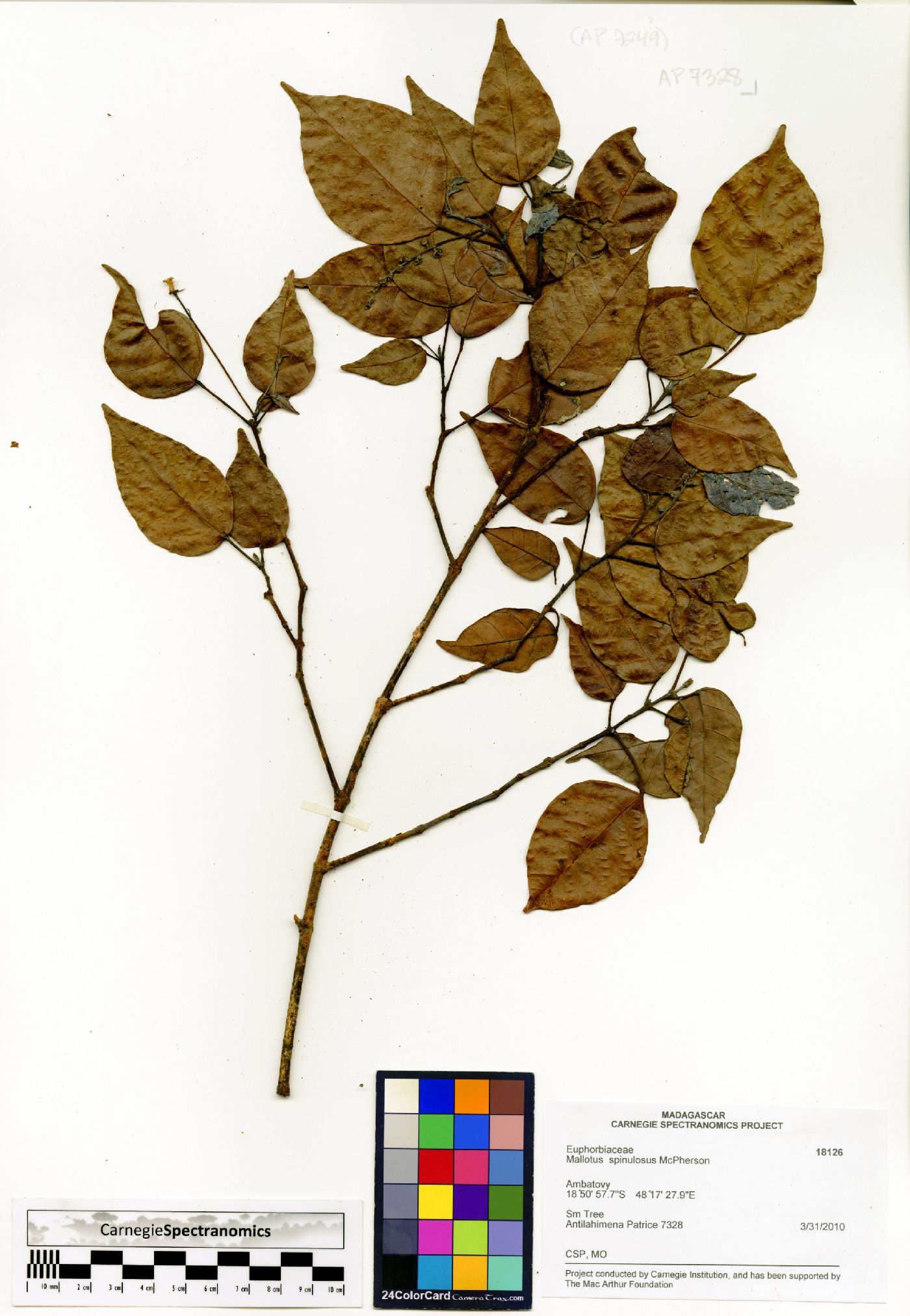 Hancea spinulosa image