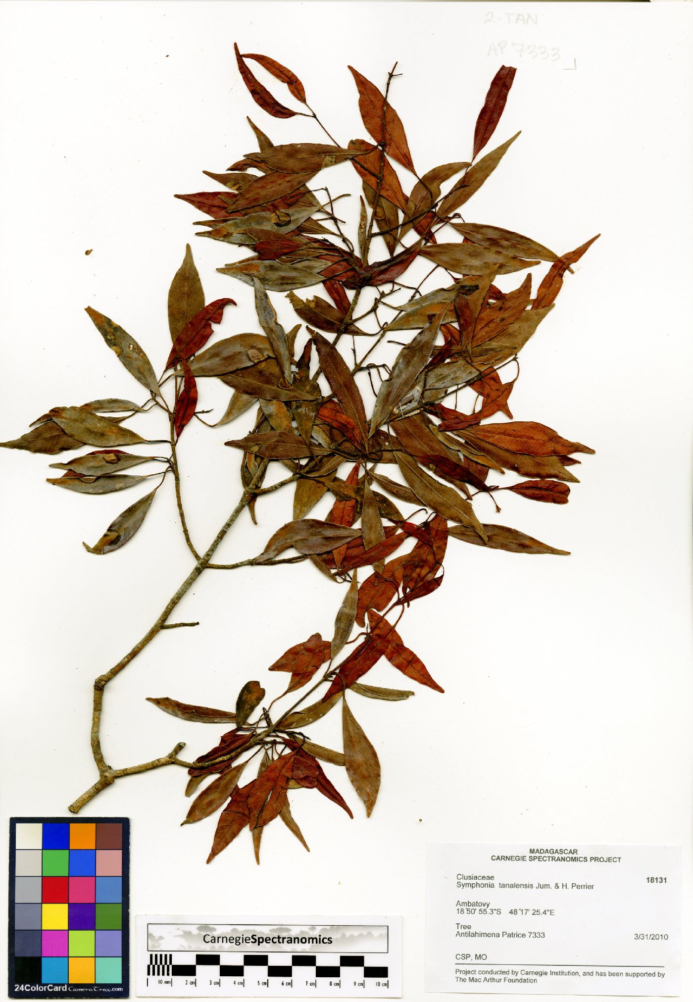 Symphonia tanalensis image