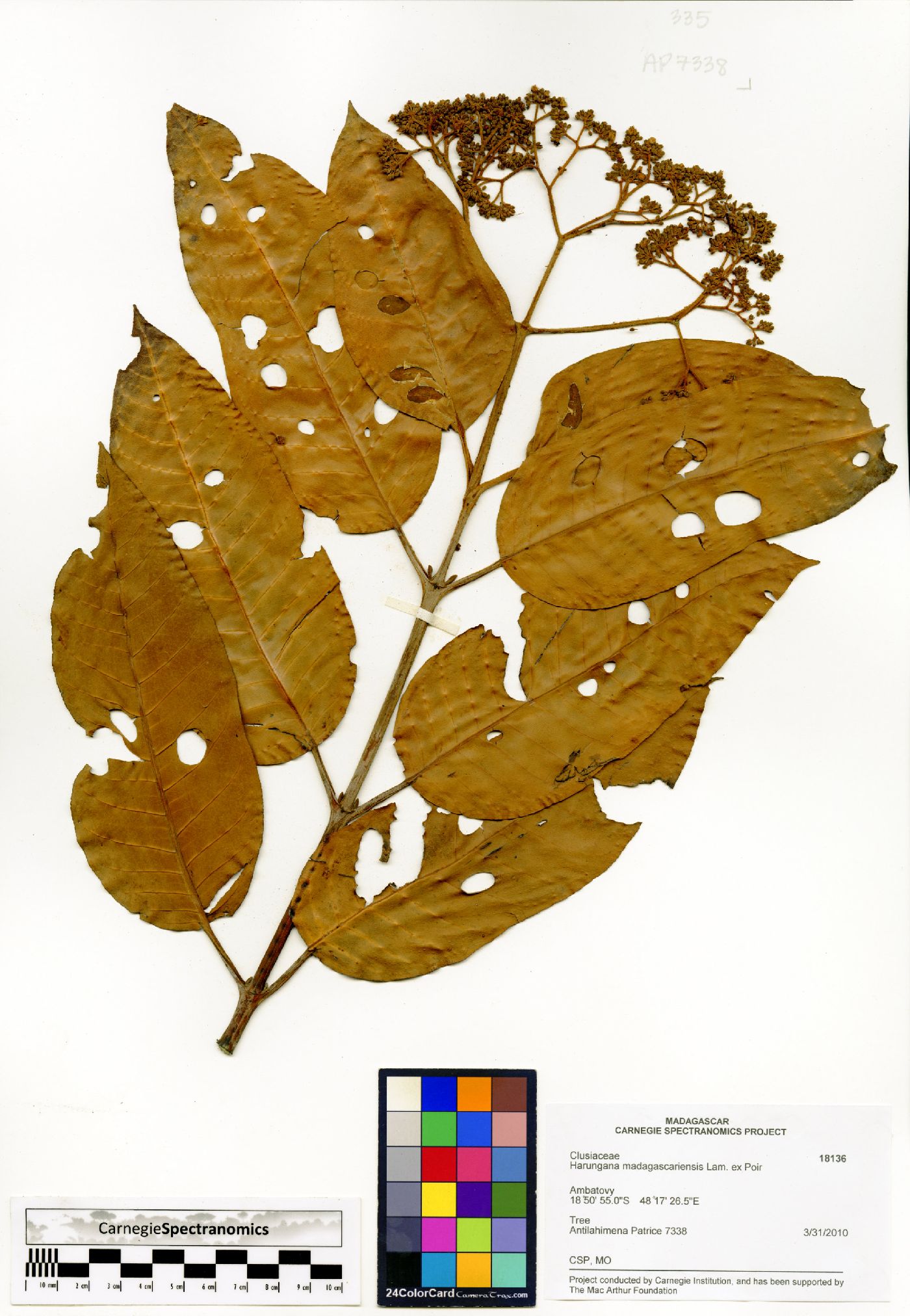 Harungana madagascariensis image