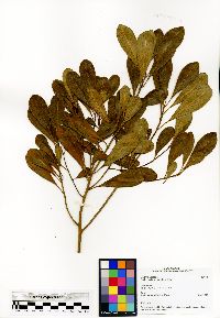 Erythroxylum nitidulum image