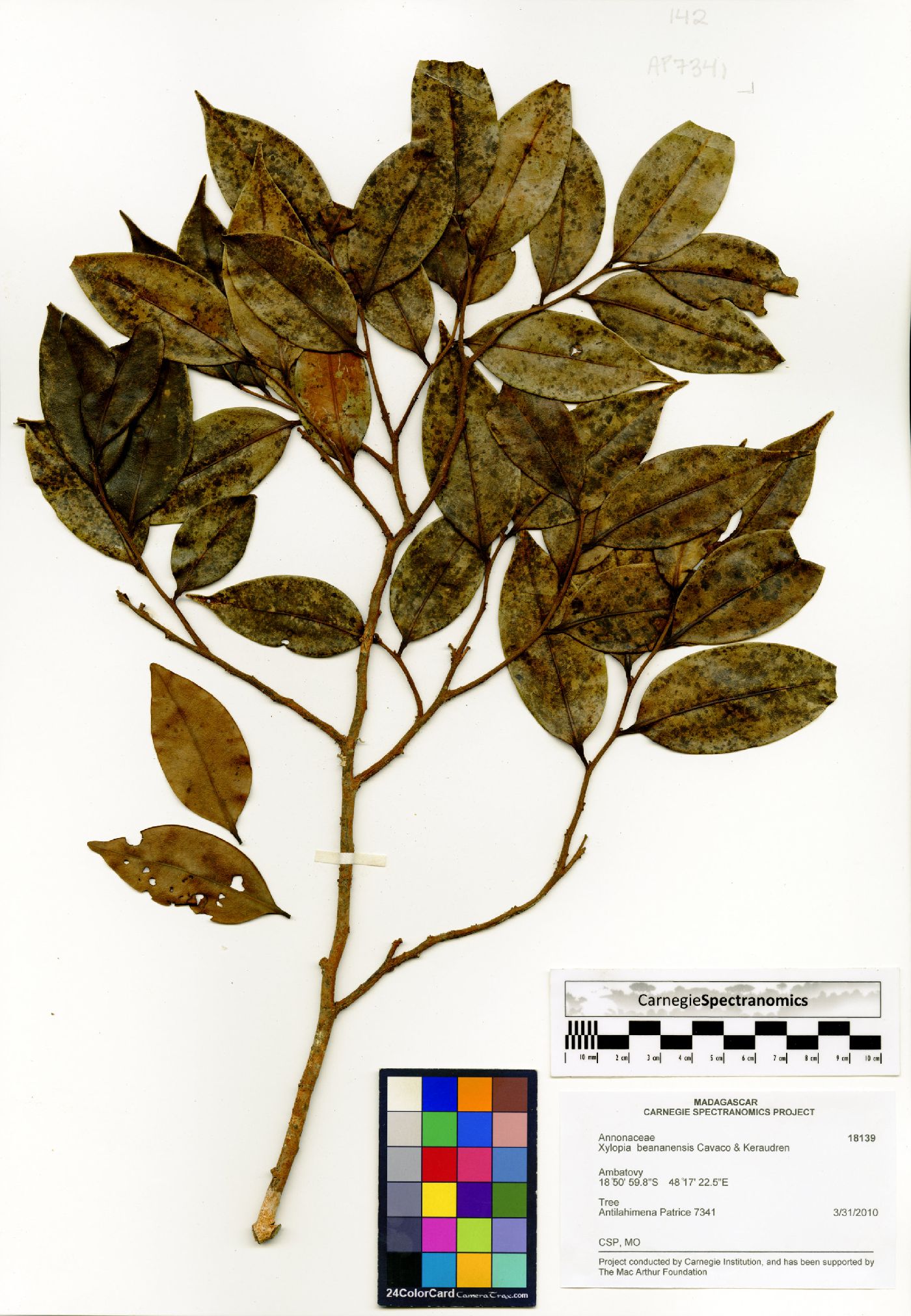 Xylopia beananensis image