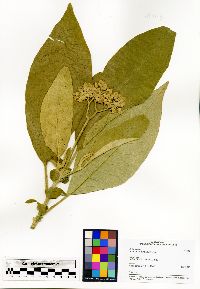 Solanum mauritianum image