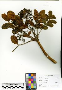 Image of Polyscias ornifolia
