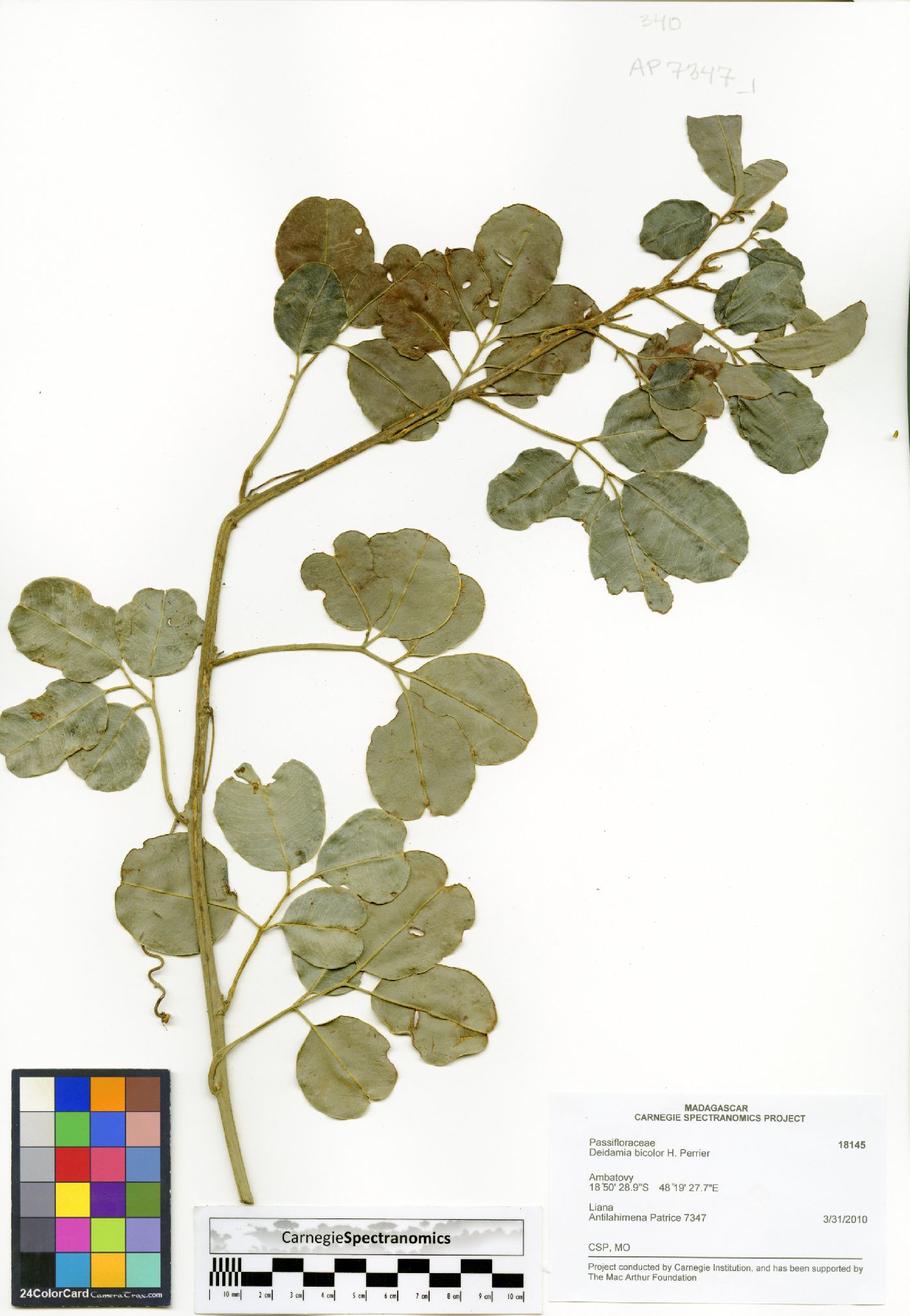 Deidamia bicolor image