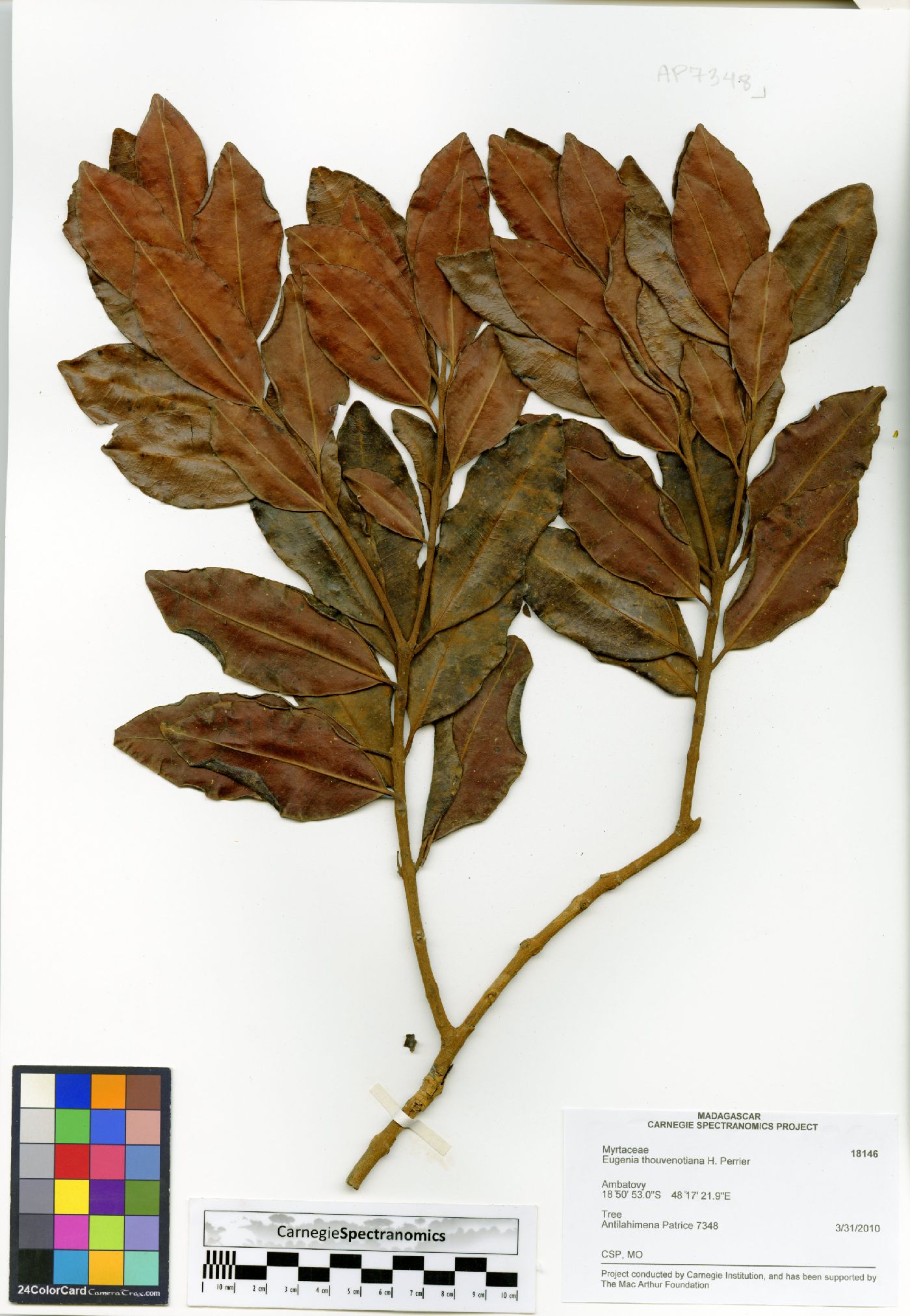 Eugenia thouvenotiana image