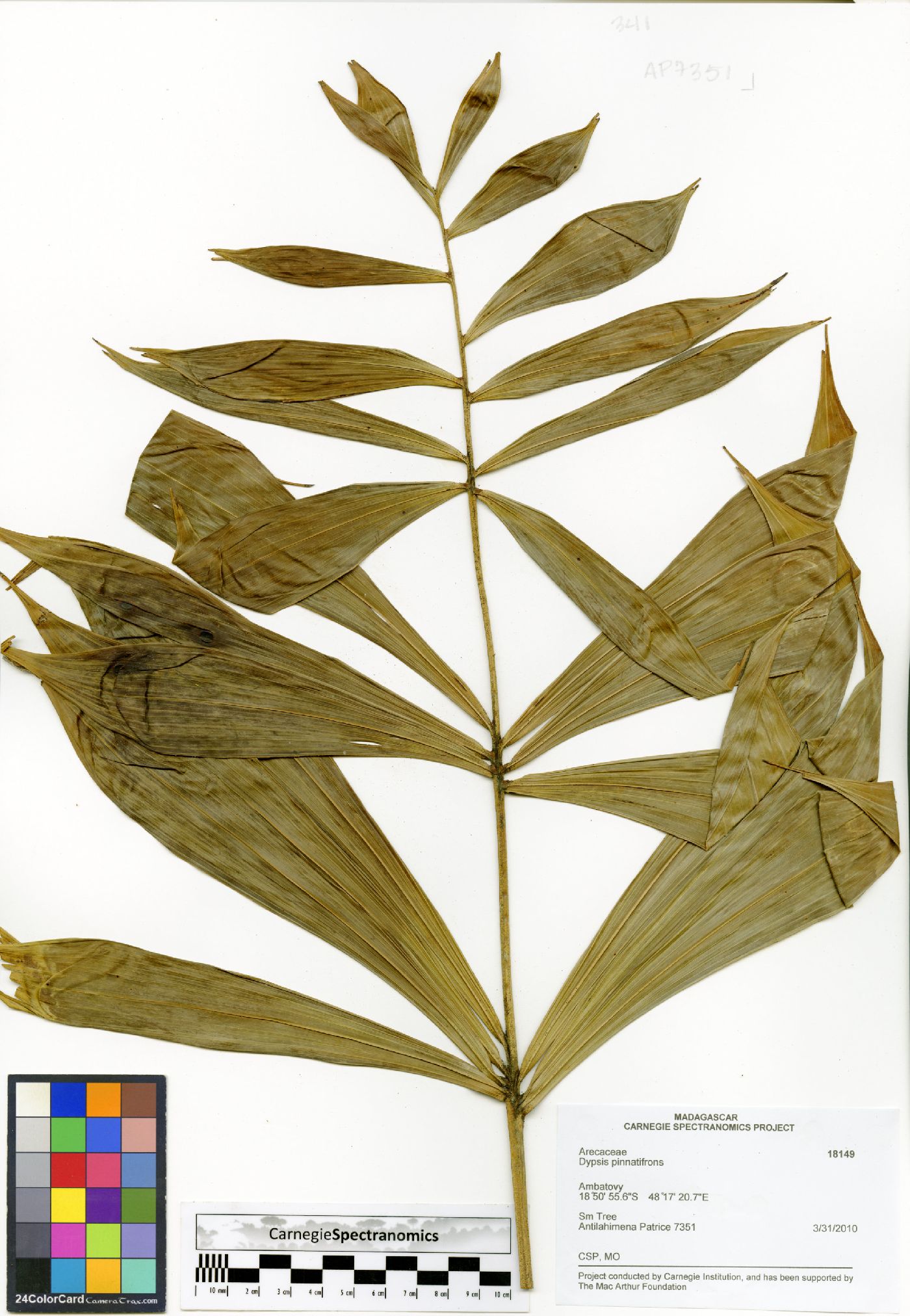 Dypsis pinnatifrons image