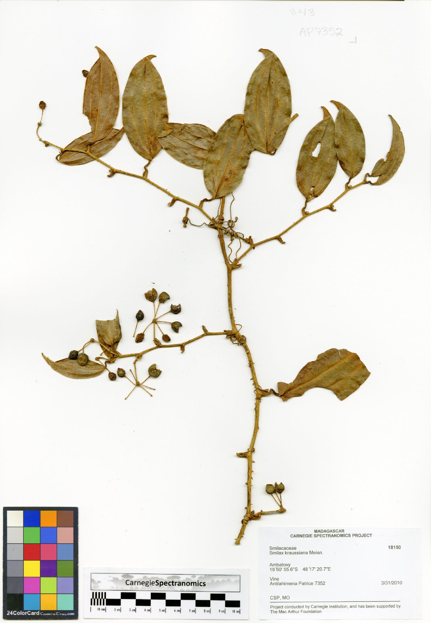 Smilax anceps image
