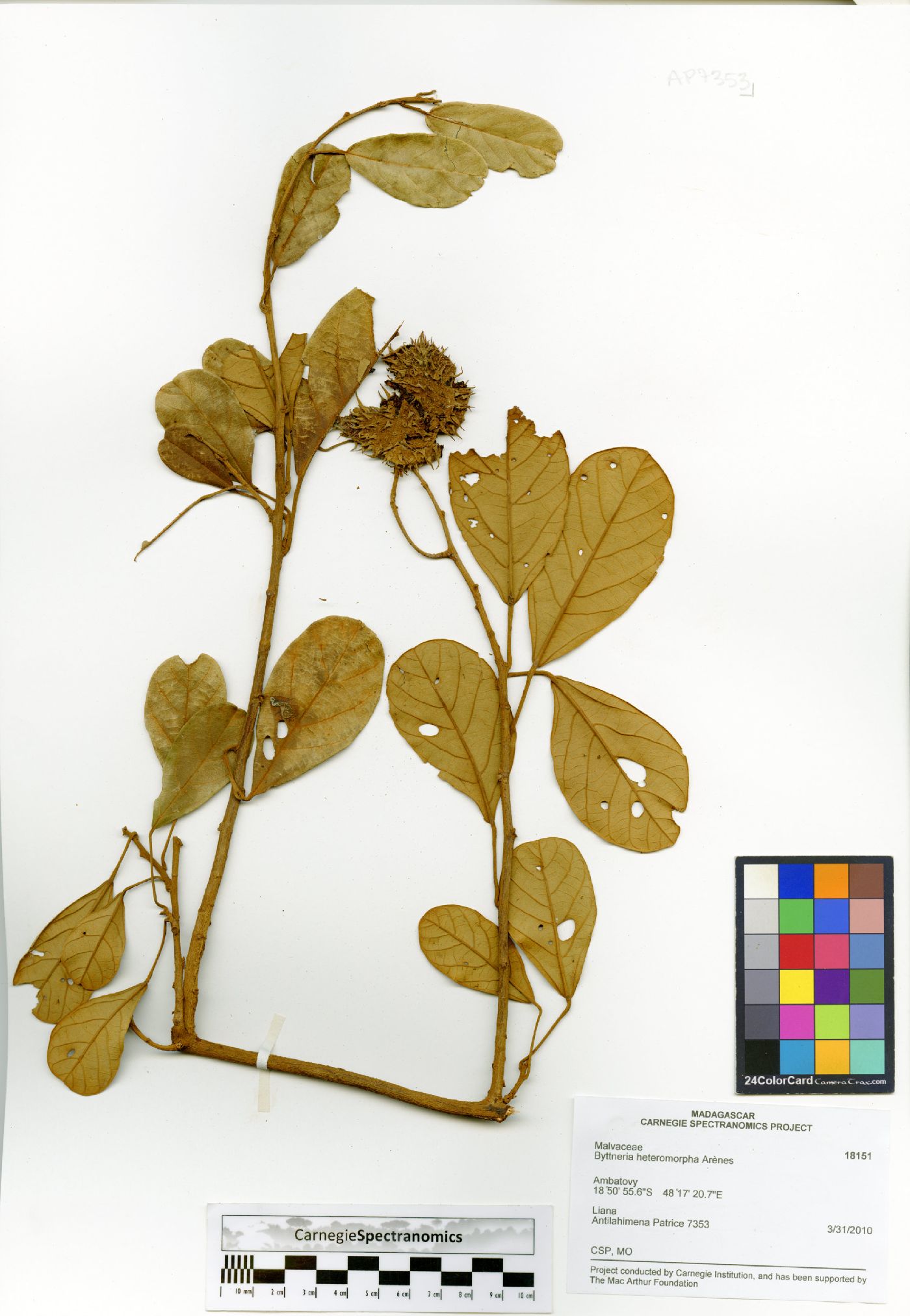 Byttneria heteromorpha image