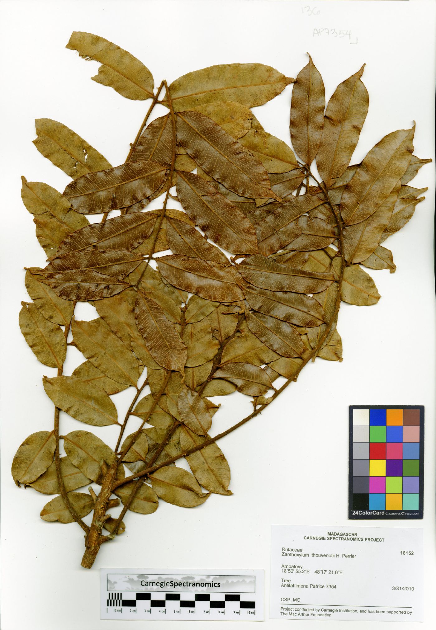 Zanthoxylum thouvenotii image