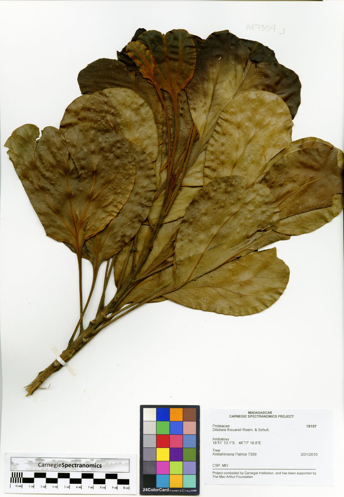 Dilobeia thouarsii image