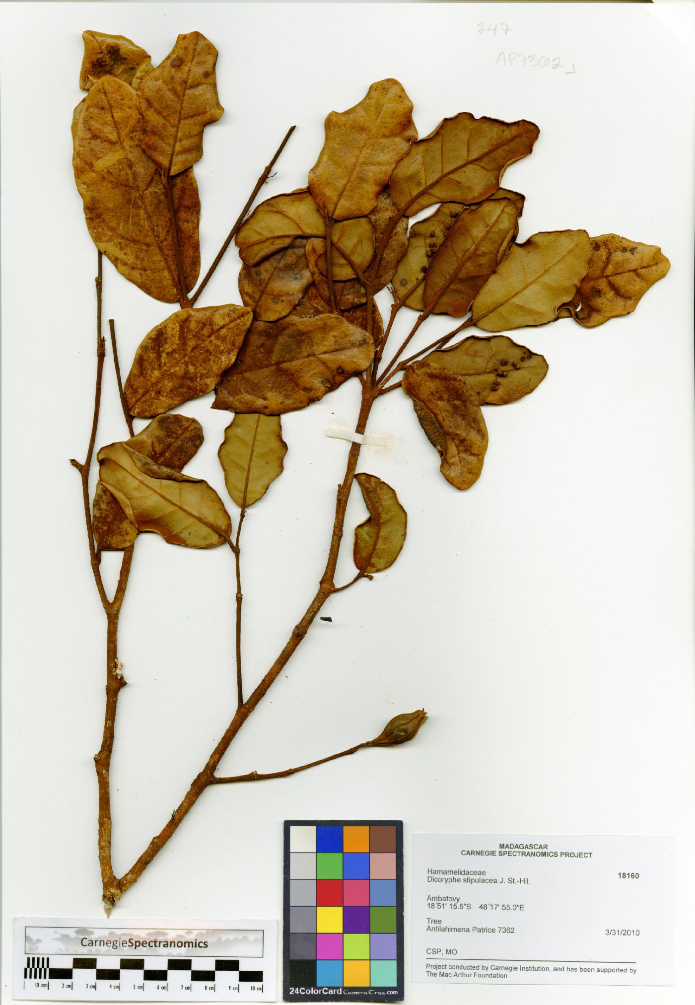 Dicoryphe stipulacea image