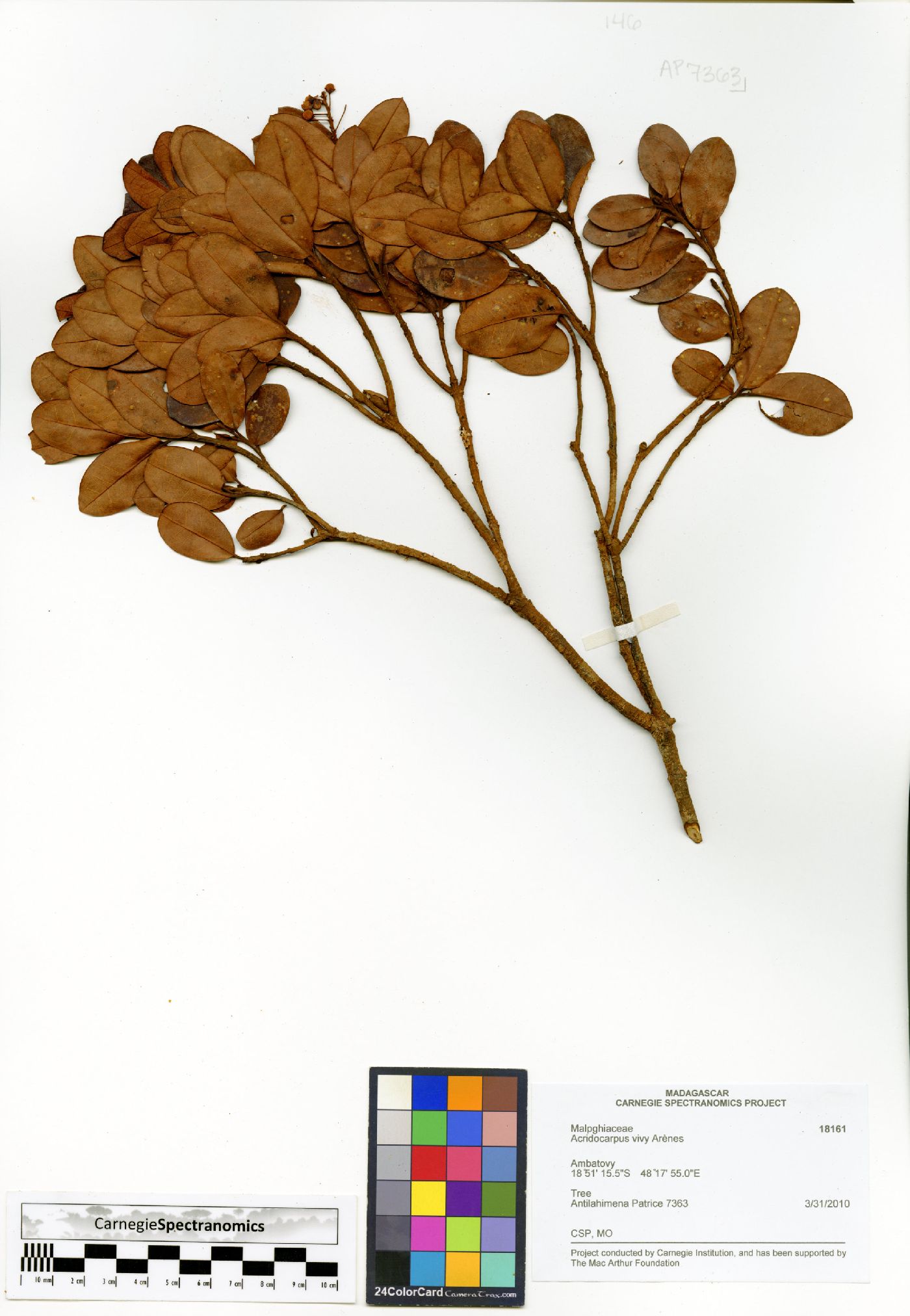 Acridocarpus vivy image
