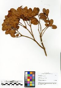 Image of Acridocarpus vivy