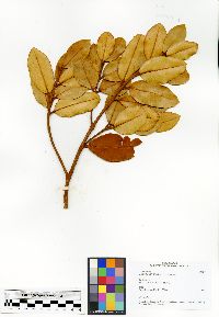 Image of Calophyllum milvum