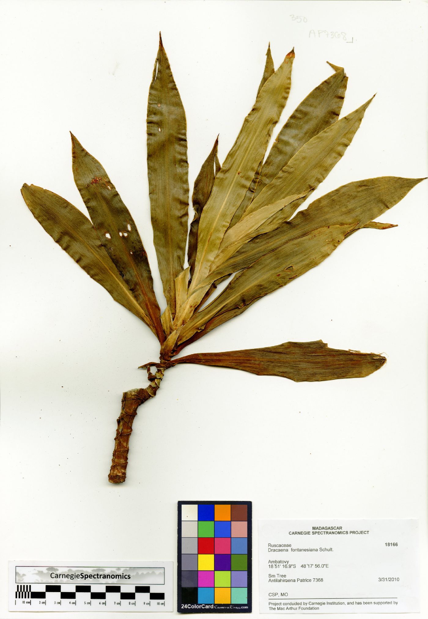 Dracaena fontanesiana image
