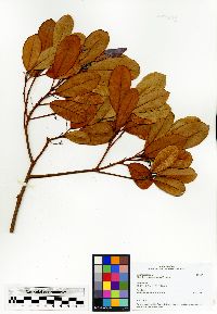 Hancea spinulosa image