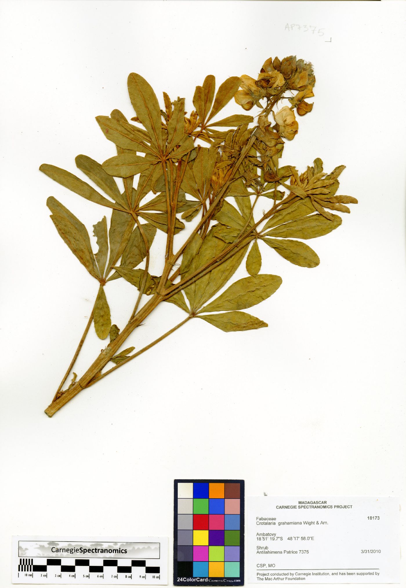 Crotalaria grahamiana image