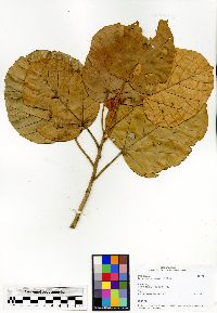 Dombeya lucida image