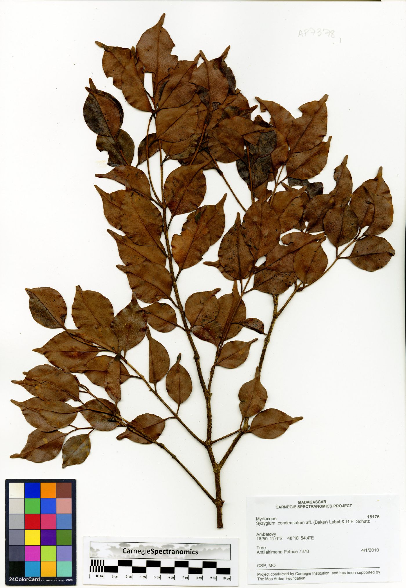 Syzygium condensatum image