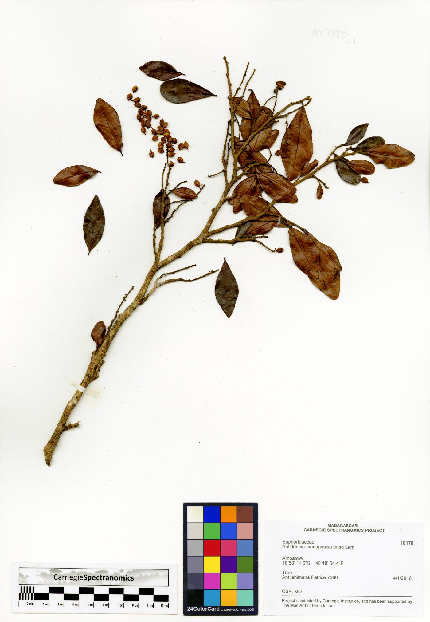 Antidesma madagascariense image
