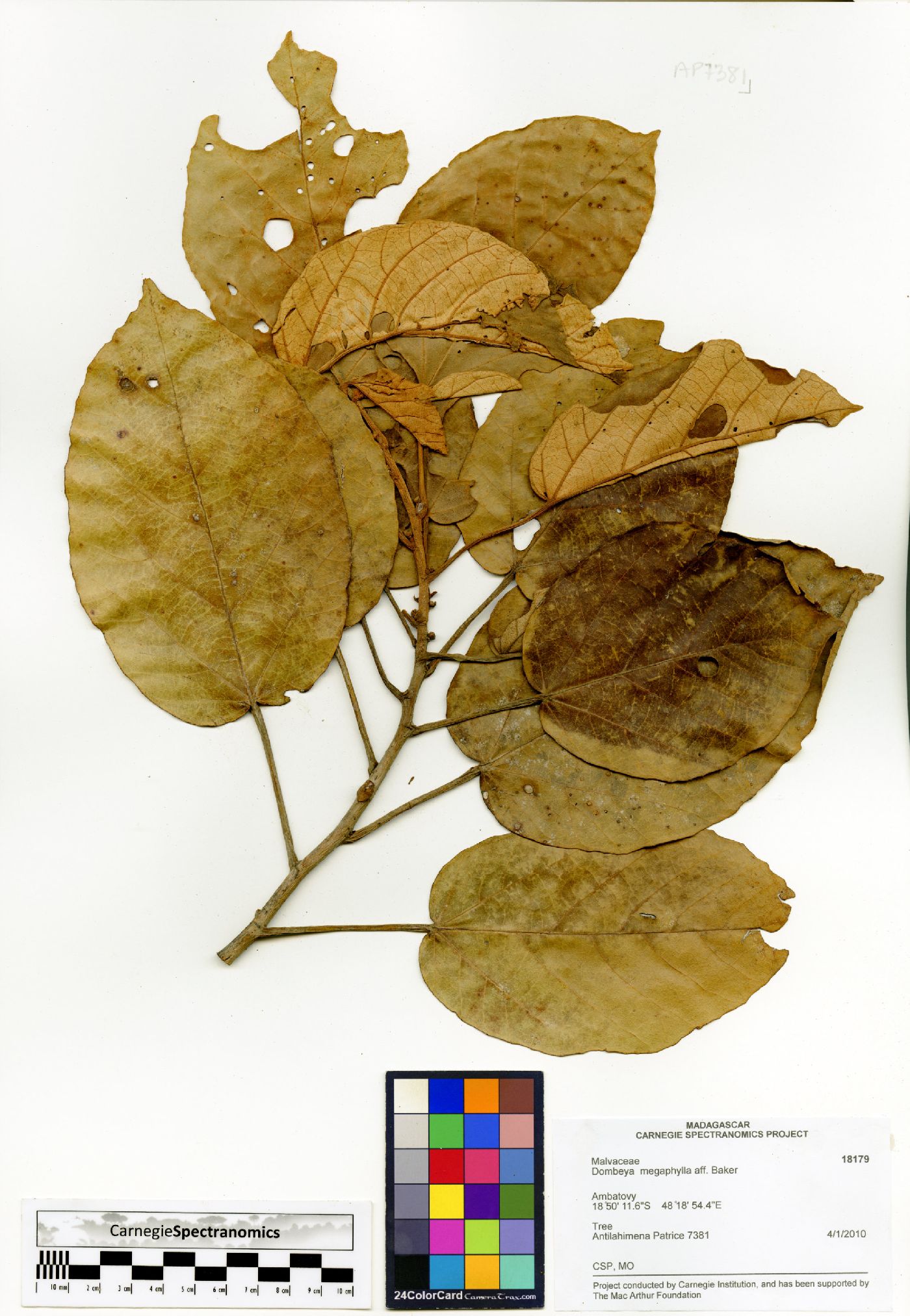 Dombeya lucida subsp. megaphylla image