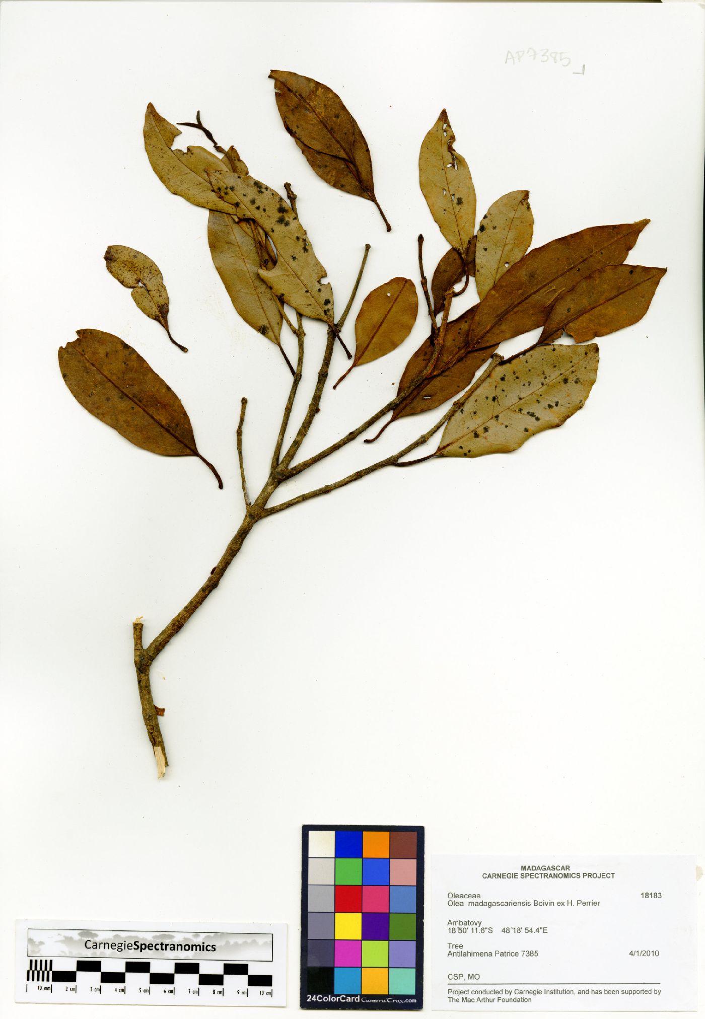 Olea capensis image