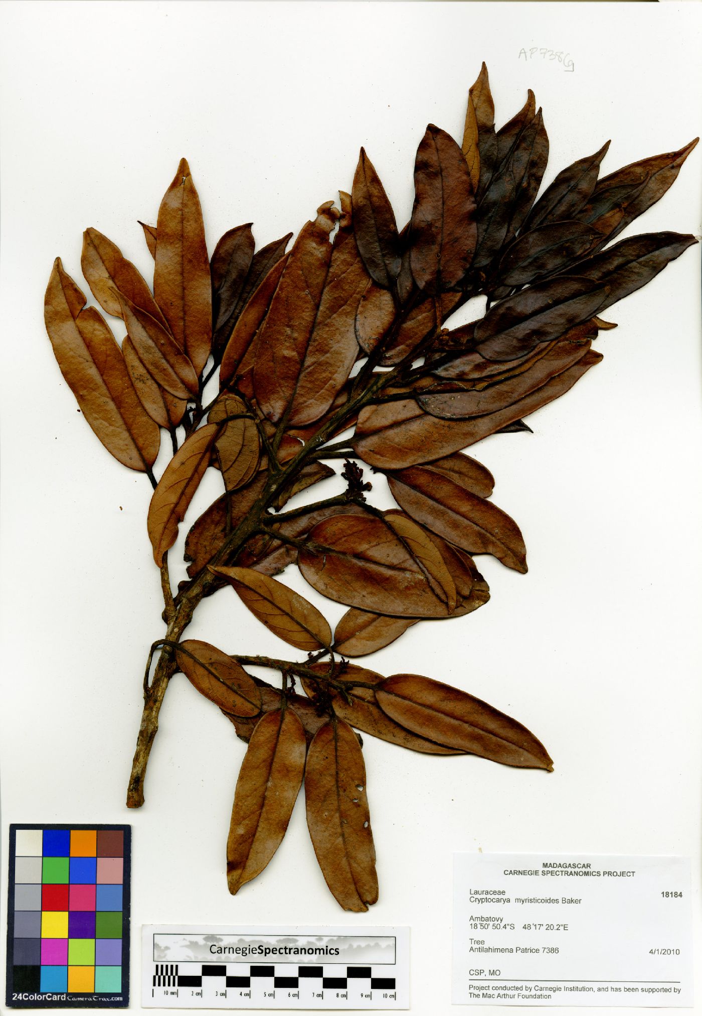 Cryptocarya multiflora image