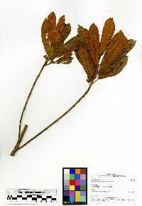 Image of Macaranga myriolepida