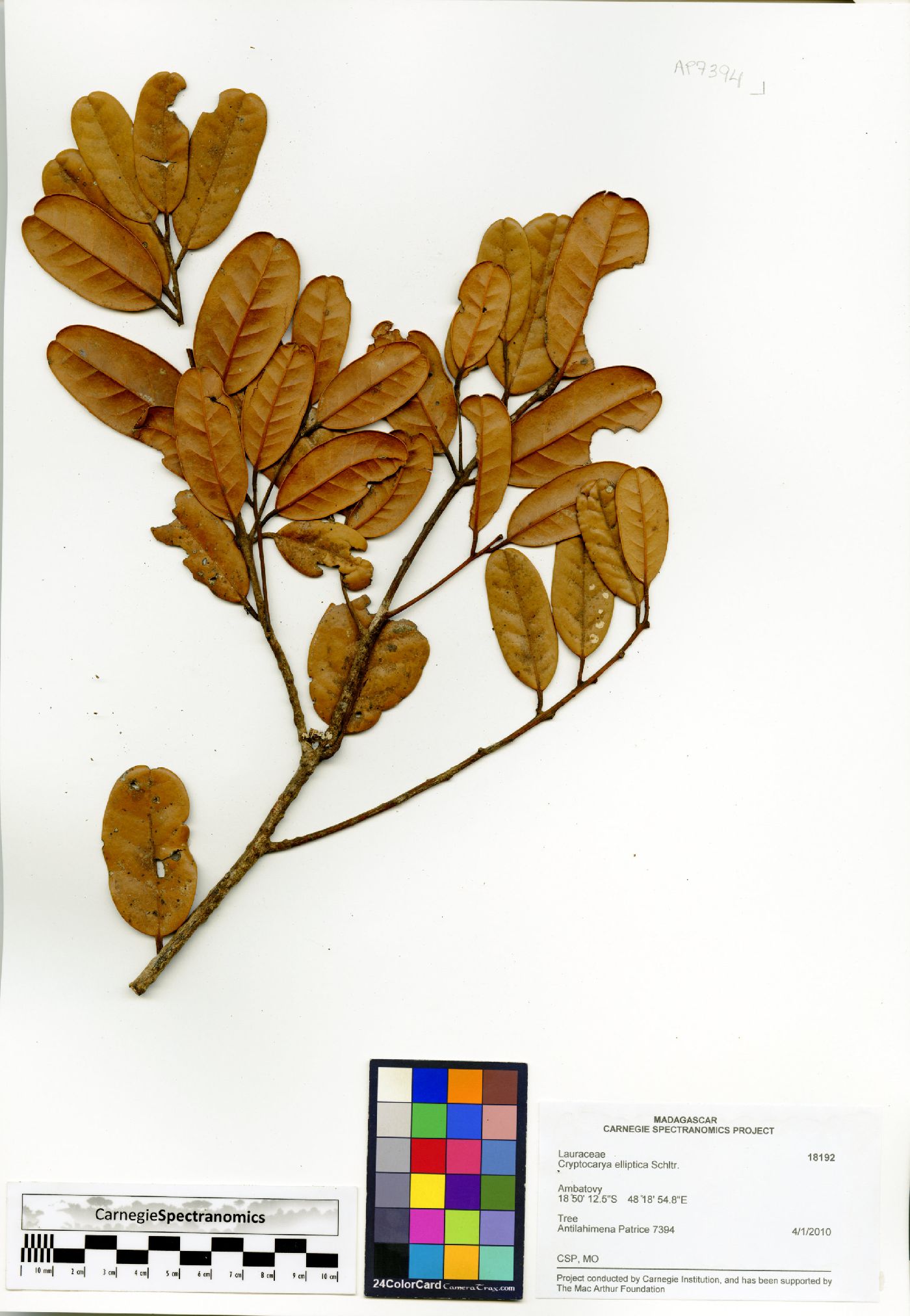 Cryptocarya elliptica image
