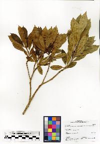 Media resource of Bremeria hymenopogonoides